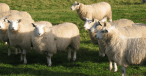 natural insulation, sheep wool, koru architects, eco architects, sustainable design